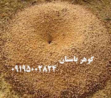 نقش مورچه‌ها در دفینه‌یابی