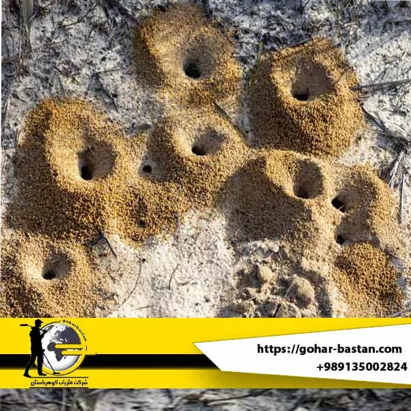 نقش مورچه در دفینه‌یابی