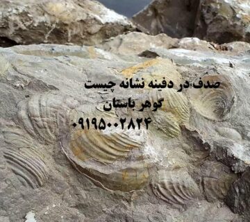 صدف در دفینه نشانه چیست