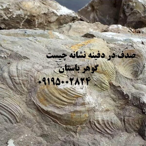 صدف در دفینه نشانه چیست