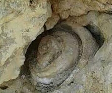 وجود حلزون در خاک دفینه