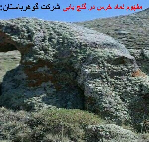 نماد خرس دردقینه یابی
