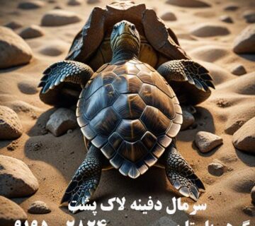 سرمال دفینه لاک پشت