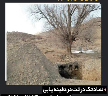 سه درخت در گنج یابی