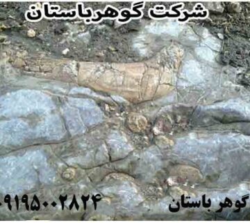 نماد پرنده در دفینه یابی