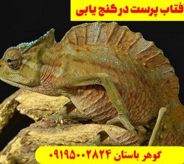 نماد افتاب پرست در گنج یابی