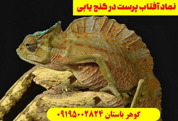 نماد افتاب پرست در گنج یابی