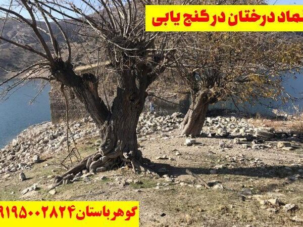 تفسیر دفینه تک درخت کهنسال در گنج یابی