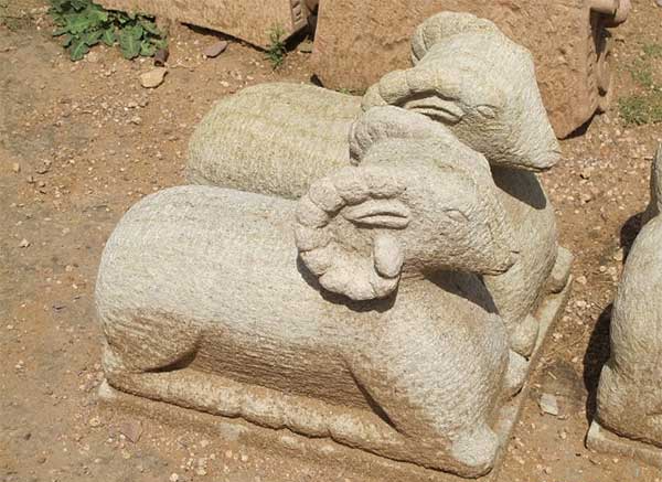 قوچ در گنج یابی